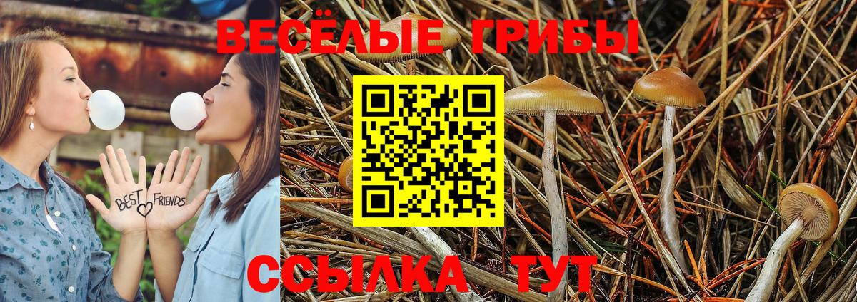 Псилоцибиновые грибы Psilocybine cubensis Урай